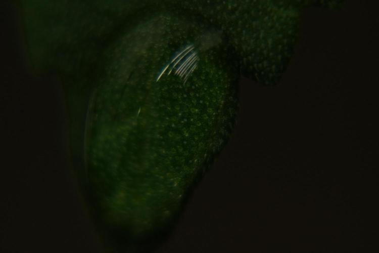 Purple Haze By Zamnesia Pheno A. Week 2 - Drops