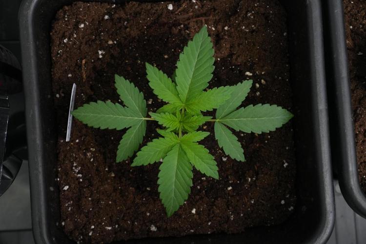 Purple Haze By Zamnesia Pheno A. Week 2 - Bird view of perfection with Purple Haze By Zamnesia Pheno A