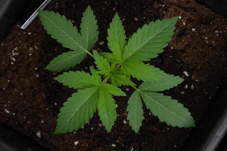 Purple Haze By Zamnesia Pheno A. Week 2 - Bird view of perfection with Purple Haze By Zamnesia Pheno A