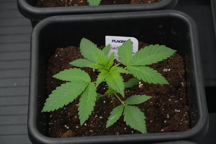 Purple Haze By Zamnesia Pheno A. Week 2 - Purple Haze By Zamnesia Pheno A