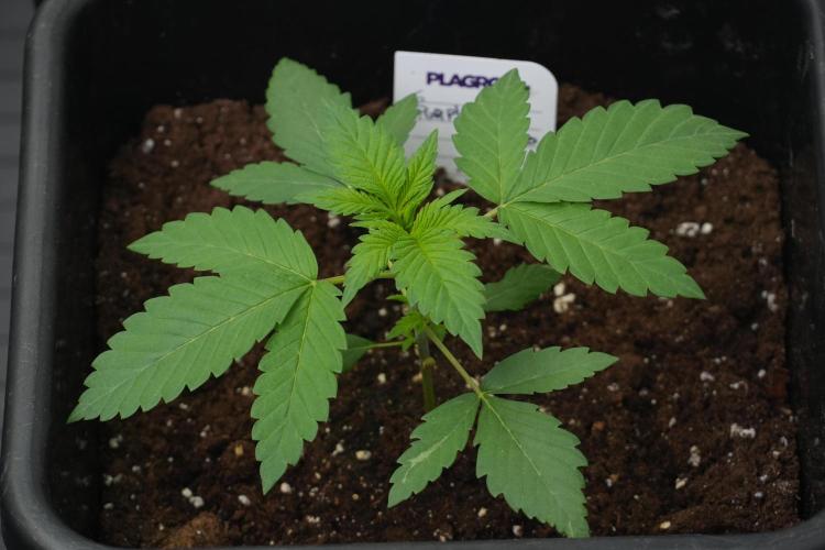 Purple Haze By Zamnesia Pheno A. Week 2 - Purple Haze By Zamnesia Pheno A