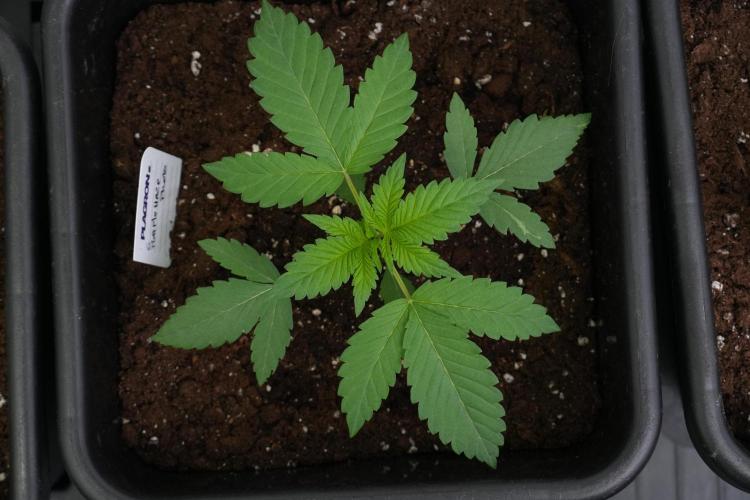 Purple Haze By Zamnesia Pheno A. Week 2 - Bird view of perfection with Purple Haze By Zamnesia Pheno A