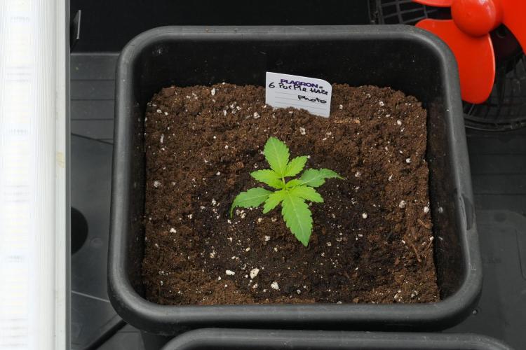 Pheno B Purple Haze By Zamnesia. Week 2 - Pheno B Purple Haze By Zamnesia