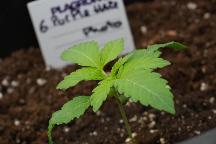 Pheno B Purple Haze By Zamnesia. Week 2 - Pheno B Purple Haze By Zamnesia