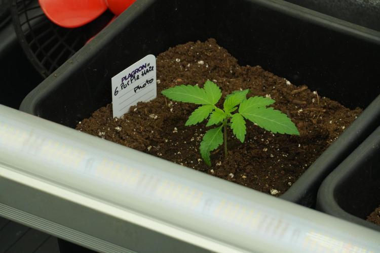 Pheno B Purple Haze By Zamnesia. Week 2 - Pheno B Purple Haze By Zamnesia