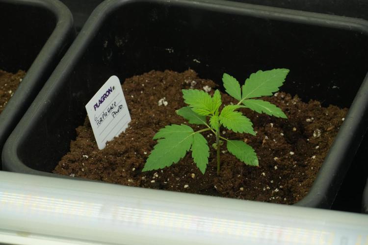 Pheno B Purple Haze By Zamnesia. Week 2 - Pheno B Purple Haze By Zamnesia