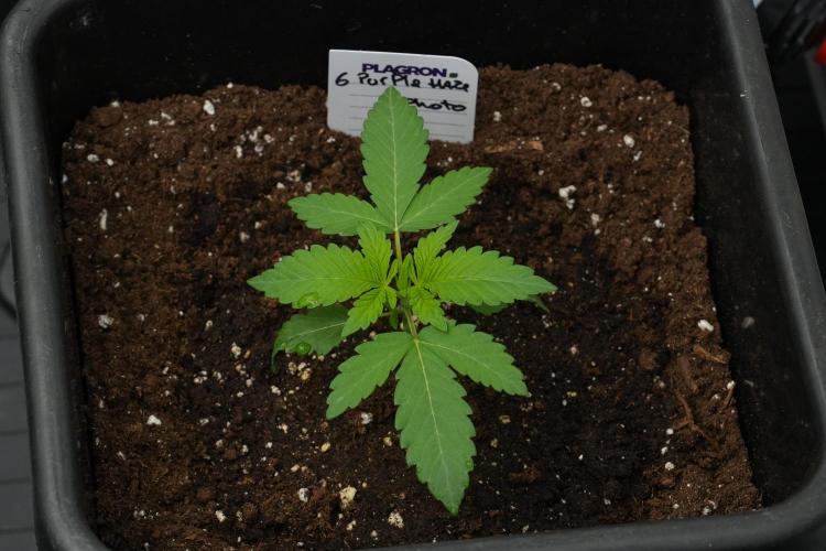Pheno B Purple Haze By Zamnesia. Week 2 - Pheno B Purple Haze By Zamnesia