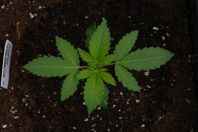 Pheno B Purple Haze By Zamnesia. Week 2 - Pheno B Purple Haze By Zamnesia