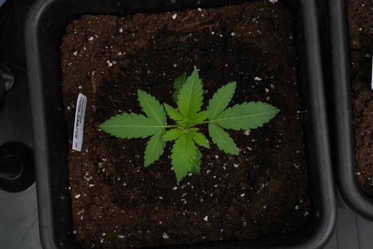 Pheno B Purple Haze By Zamnesia. Week 2 - Pheno B Purple Haze By Zamnesia