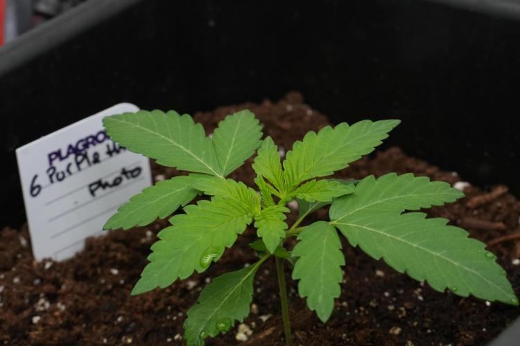Pheno B Purple Haze By Zamnesia. Week 2 - Pheno B Purple Haze By Zamnesia