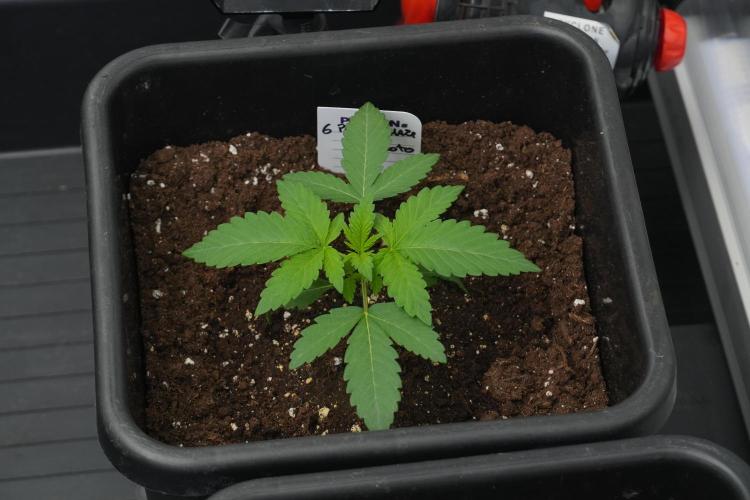 Pheno B Purple Haze By Zamnesia. Week 2 - Pheno B Purple Haze By Zamnesia