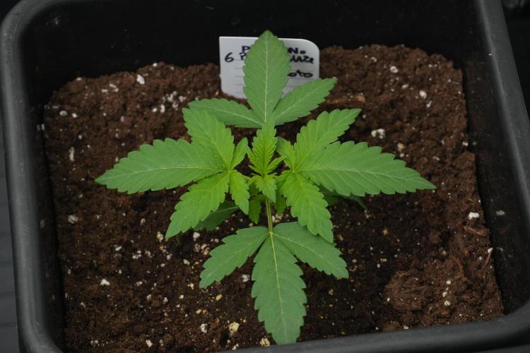 Pheno B Purple Haze By Zamnesia. Week 2 - Pheno B Purple Haze By Zamnesia bird view 