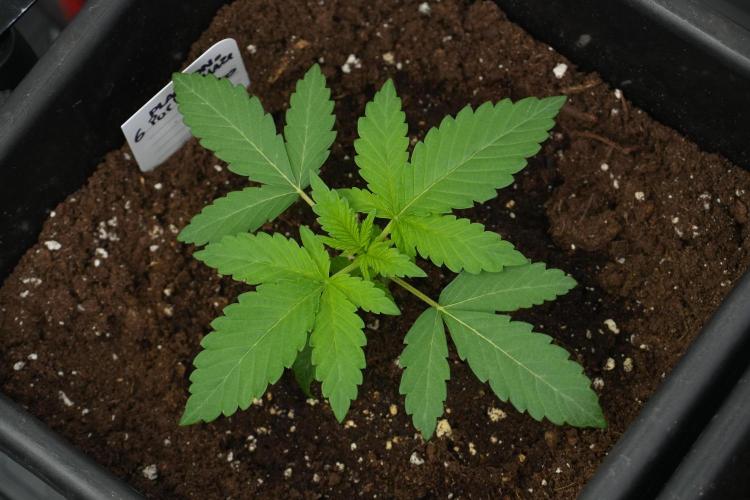 Pheno B Purple Haze By Zamnesia. Week 2 - Pheno B Purple Haze By Zamnesia bird view 