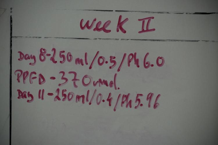 Pheno B Purple Haze By Zamnesia. Week 2 - white board