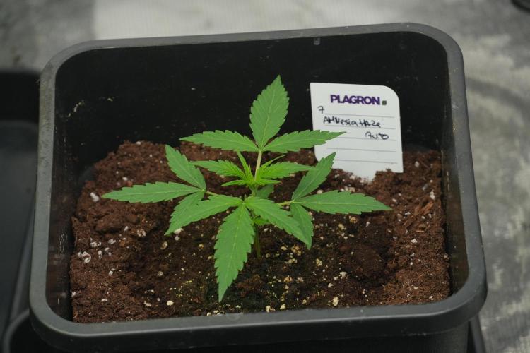 Amnesia Haze Auto by Zamnesia Pheno A. Week 2 - Amnesia Haze Auto Pheno A