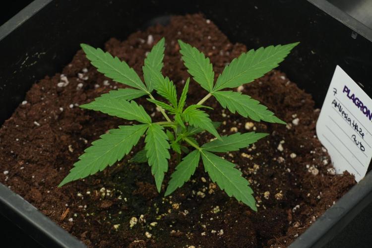 Amnesia Haze Auto by Zamnesia Pheno A. Week 2 - Amnesia Haze Auto Pheno A