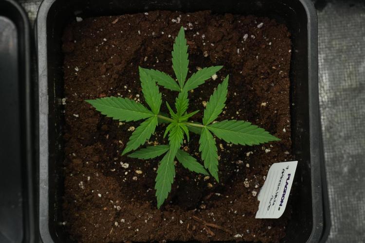 Amnesia Haze Auto by Zamnesia Pheno A. Week 2 - Amnesia Haze Auto Pheno A
