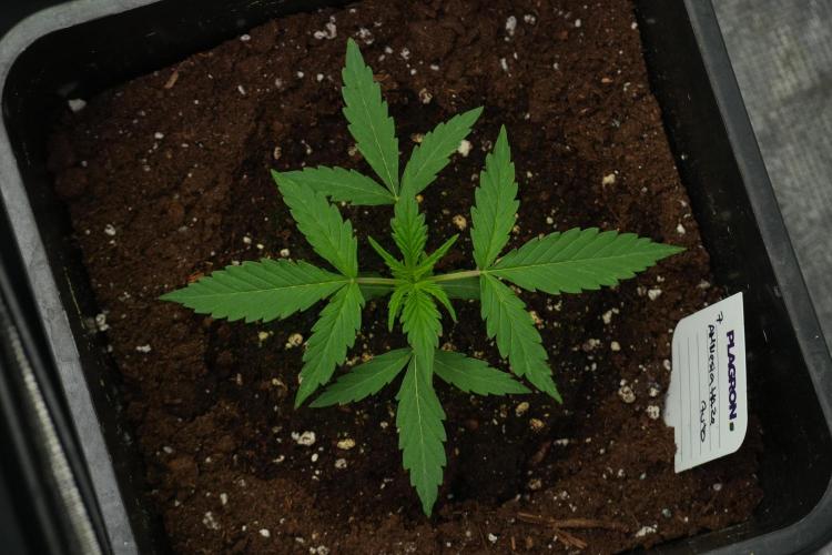 Amnesia Haze Auto by Zamnesia Pheno A. Week 2 - Amnesia Haze Auto Pheno A
