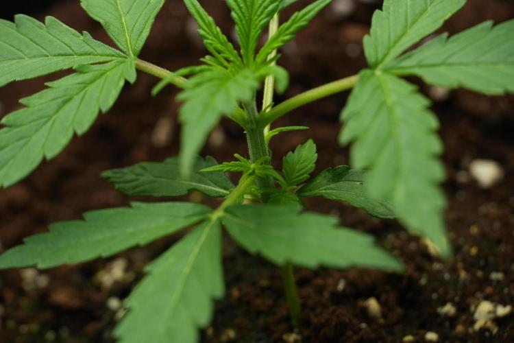 Amnesia Haze Auto by Zamnesia Pheno A. Week 2 - Amnesia Haze Auto Pheno A