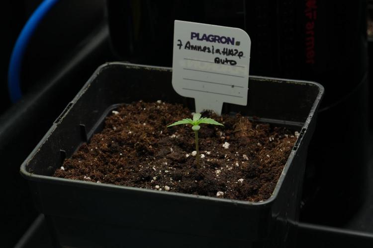 Amnesia Haze Auto by Zamnesia Pheno B. Week 2 - Amnesia Haze Auto  Pheno B