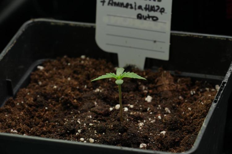 Amnesia Haze Auto by Zamnesia Pheno B. Week 2 - Amnesia Haze Auto  Pheno B