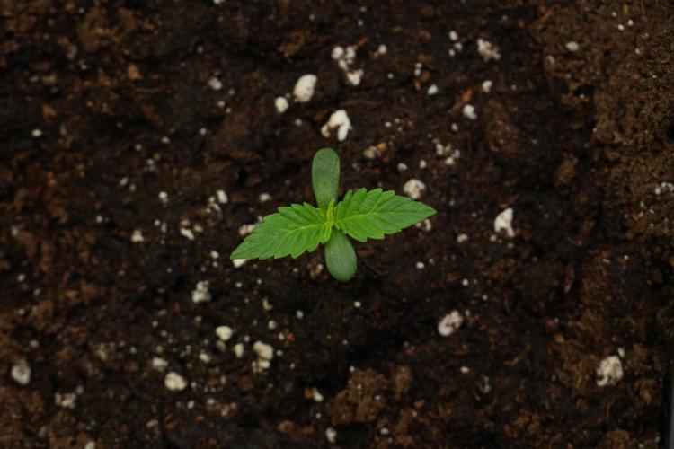 Amnesia Haze Auto by Zamnesia Pheno B. Week 2 - Amnesia Haze Auto  Pheno B