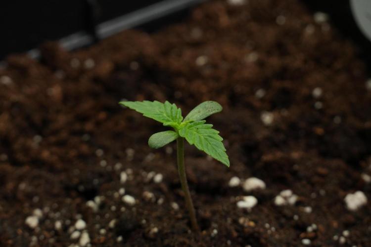 Amnesia Haze Auto by Zamnesia Pheno B. Week 2 - Amnesia Haze Auto  Pheno B