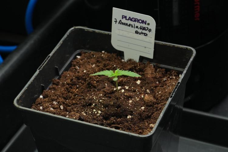 Amnesia Haze Auto by Zamnesia Pheno B. Week 2 - Amnesia Haze Auto  Pheno B
