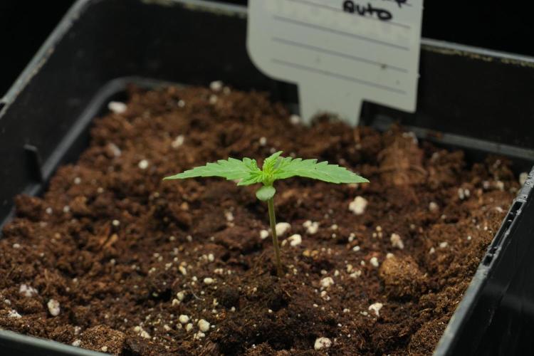 Amnesia Haze Auto by Zamnesia Pheno B. Week 2 - Amnesia Haze Auto  Pheno B