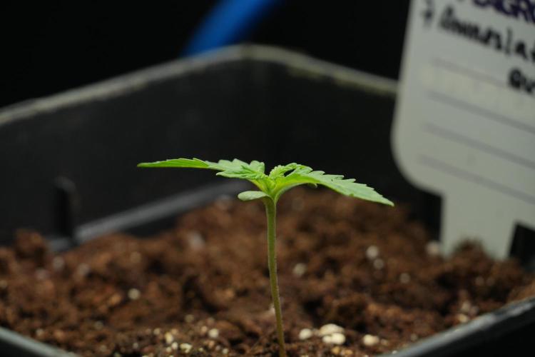 Amnesia Haze Auto by Zamnesia Pheno B. Week 2 - Amnesia Haze Auto  Pheno B