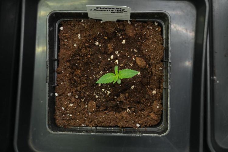 Amnesia Haze Auto by Zamnesia Pheno B. Week 2 - Amnesia Haze Auto  Pheno B