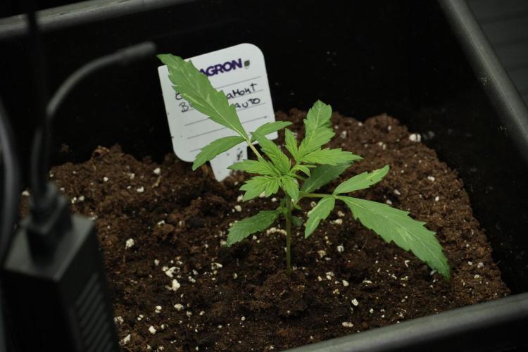 Black Diamont Auto By Zamnesia Pheno A. Week 2 - Black Diamont Auto  Pheno A
