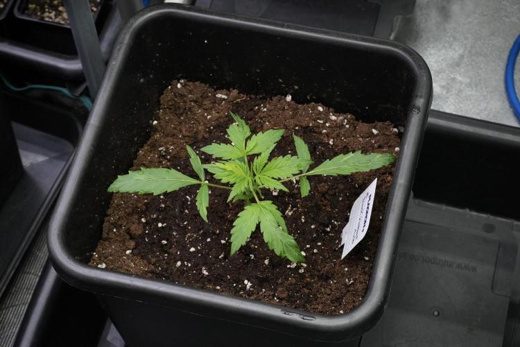 Black Diamont Auto By Zamnesia Pheno A. Week 2 - Black Diamont Auto  Pheno A