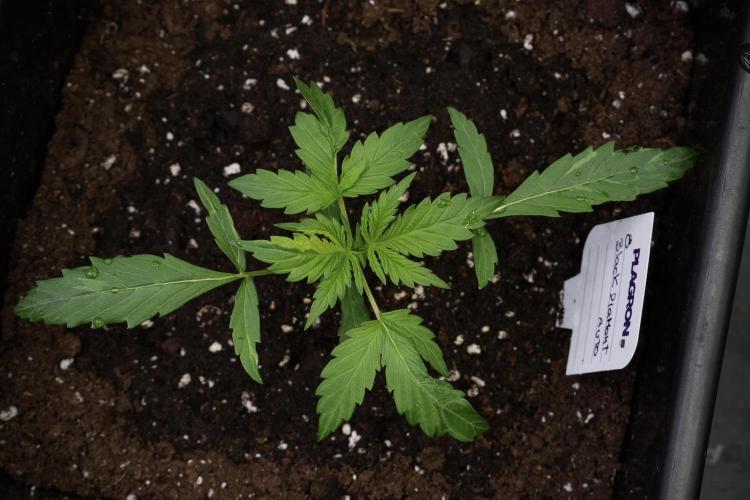 Black Diamont Auto By Zamnesia Pheno A. Week 2 - Black Diamont Auto  Pheno A