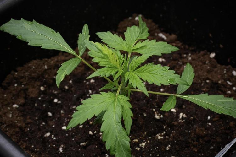 Black Diamont Auto By Zamnesia Pheno A. Week 2 - Black Diamont Auto  Pheno A