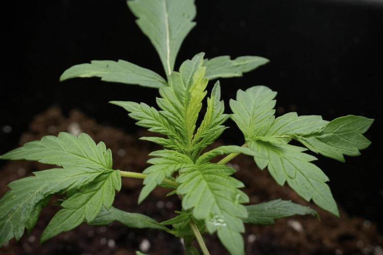 Black Diamont Auto By Zamnesia Pheno A. Week 2 - Black Diamont Auto  Pheno A
