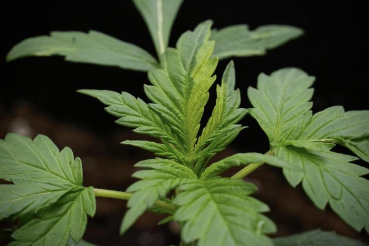 Black Diamont Auto By Zamnesia Pheno A. Week 2 - Black Diamont Auto  Pheno A