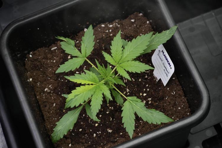 Black Diamont Auto By Zamnesia Pheno A. Week 2 - Black Diamont Auto  Pheno A