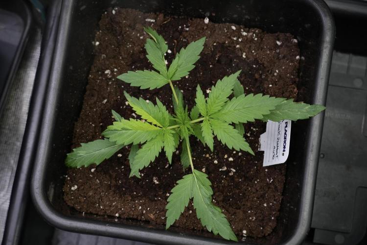 Black Diamont Auto By Zamnesia Pheno A. Week 2 - Black Diamont Auto  Pheno A