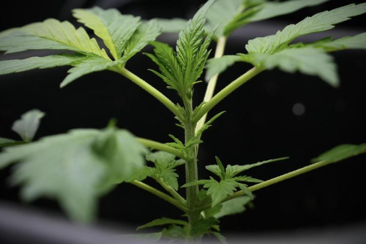Black Diamont Auto By Zamnesia Pheno A. Week 2 - Black Diamont Auto  Pheno A