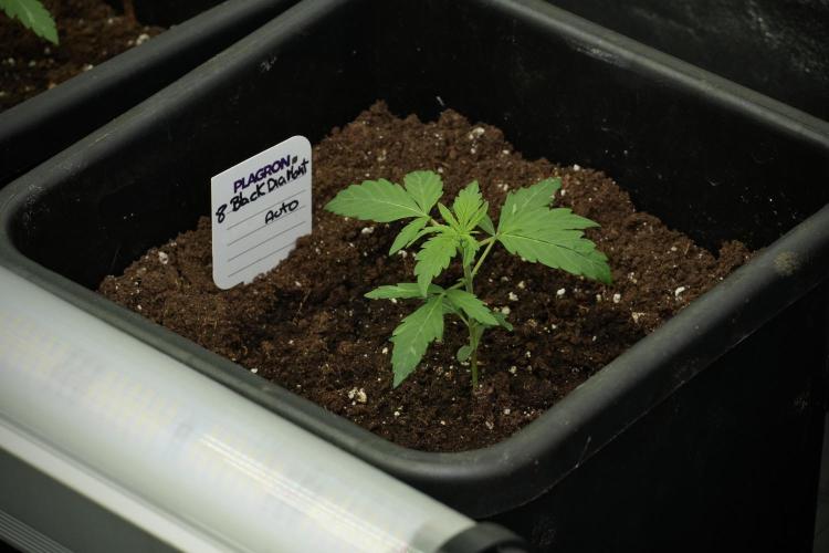 Pheno B Black Diamont Auto By Zamnesia. Week 2 - Pheno B Black Diamont Auto