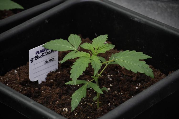 Pheno B Black Diamont Auto By Zamnesia. Week 2 - Pheno B Black Diamont Auto