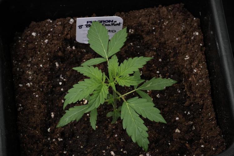 Pheno B Black Diamont Auto By Zamnesia. Week 2 - Pheno B Black Diamont Auto