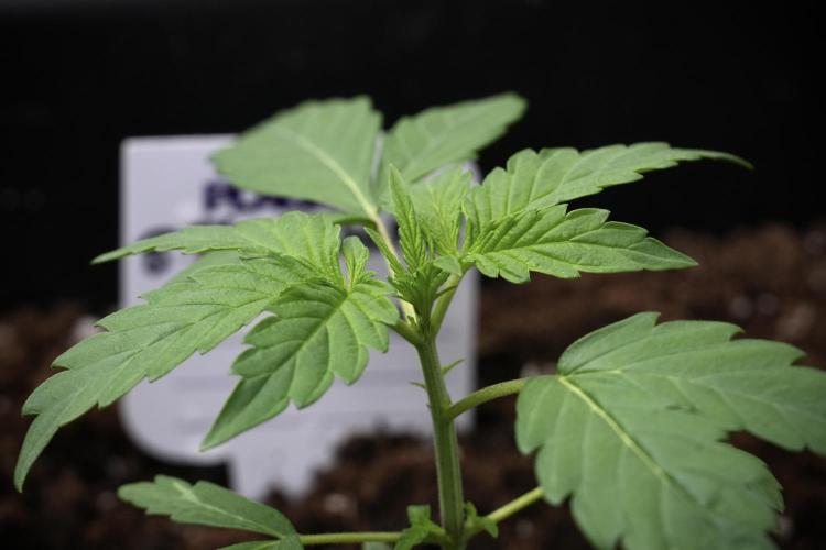 Pheno B Black Diamont Auto By Zamnesia. Week 2 - Pheno B Black Diamont Auto
