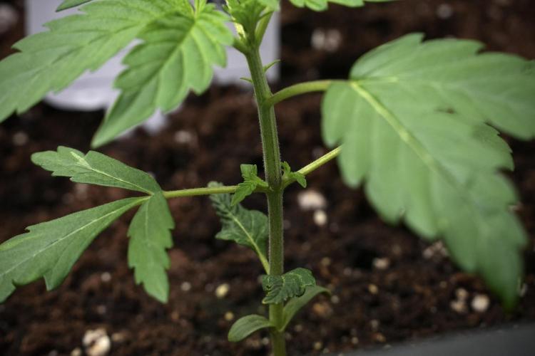 Pheno B Black Diamont Auto By Zamnesia. Week 2 - Pheno B Black Diamont Auto