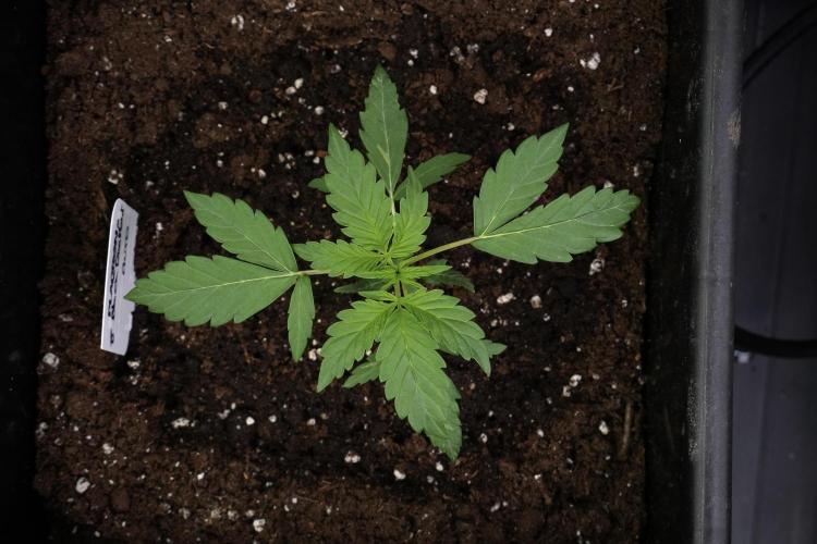 Pheno B Black Diamont Auto By Zamnesia. Week 2 - Pheno B Black Diamont Auto