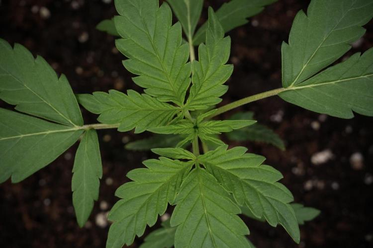 Pheno B Black Diamont Auto By Zamnesia. Week 2 - Pheno B Black Diamont Auto