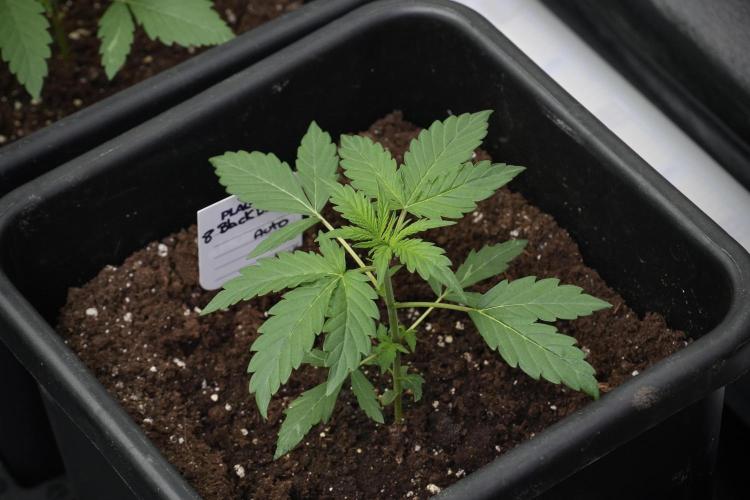 Pheno B Black Diamont Auto By Zamnesia. Week 2 - Pheno B Black Diamont Auto