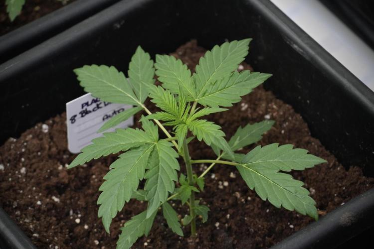 Pheno B Black Diamont Auto By Zamnesia. Week 2 - Pheno B Black Diamont Auto