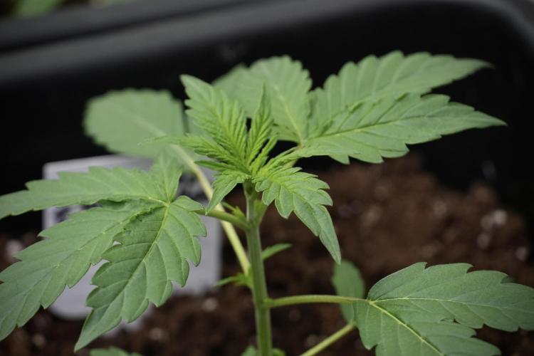 Pheno B Black Diamont Auto By Zamnesia. Week 2 - Pheno B Black Diamont Auto